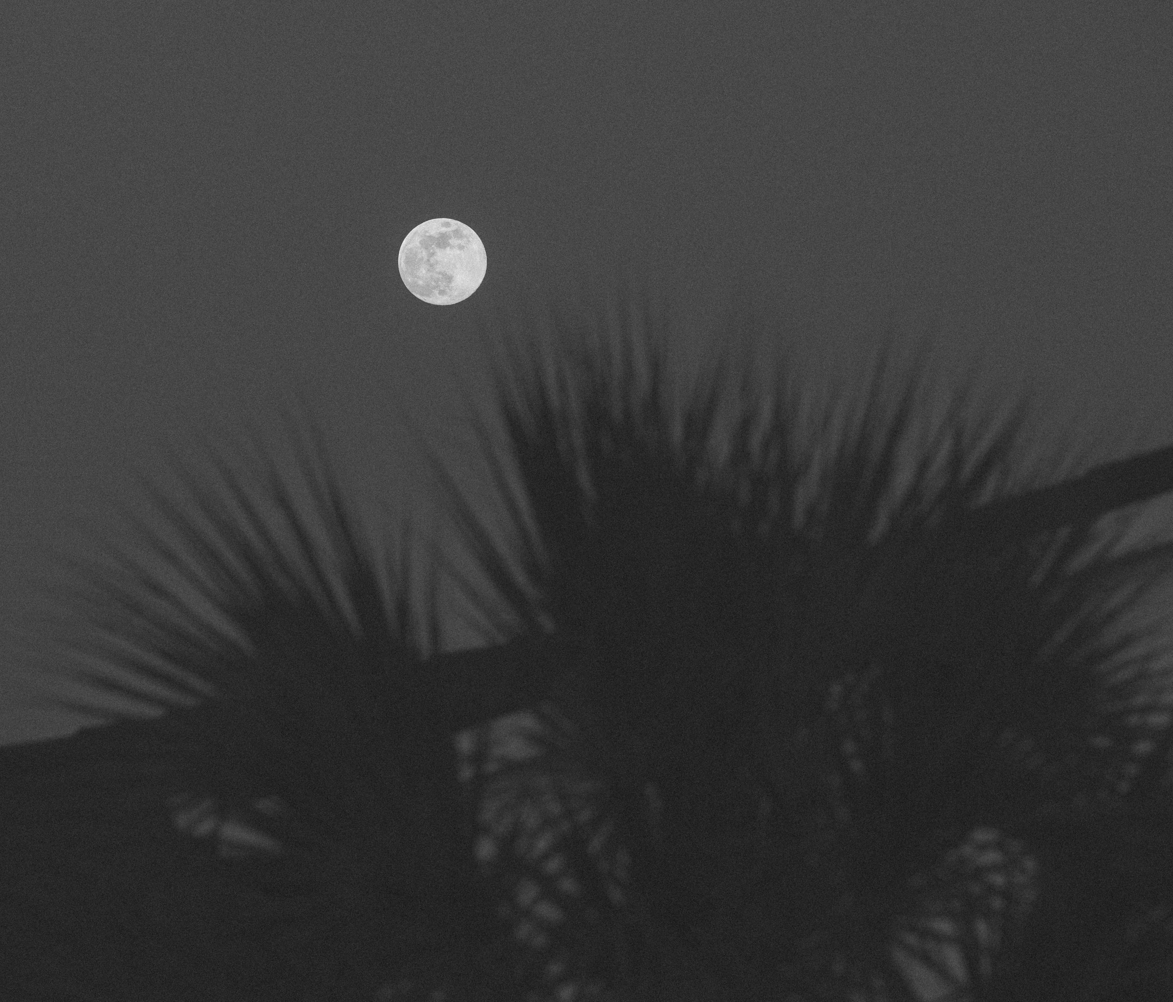 Full moon over soft palm crowns at night