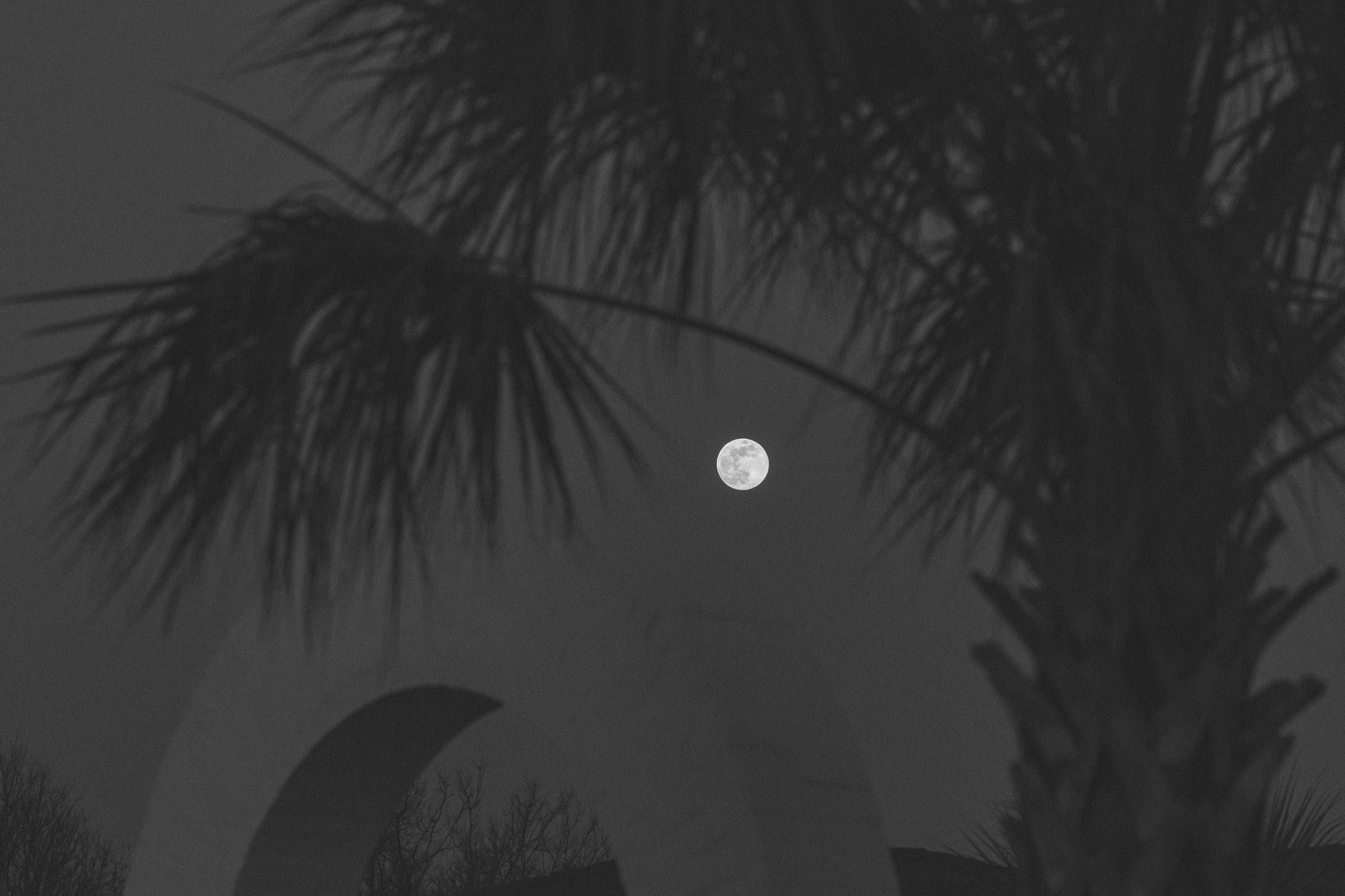 Full moon between palm silhouettes over a white arch